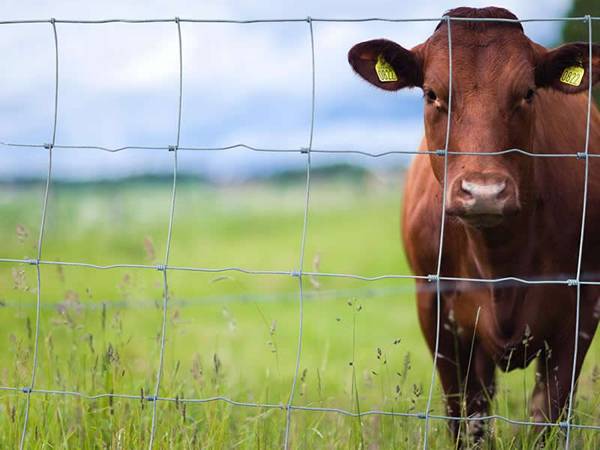 Installation of farm fence / deer fence / cattle fence